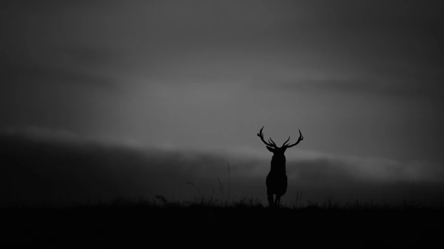 Silhouette de cerf pendant le brame du cerf. Silhouette de cerf pendant le brame du cerf.