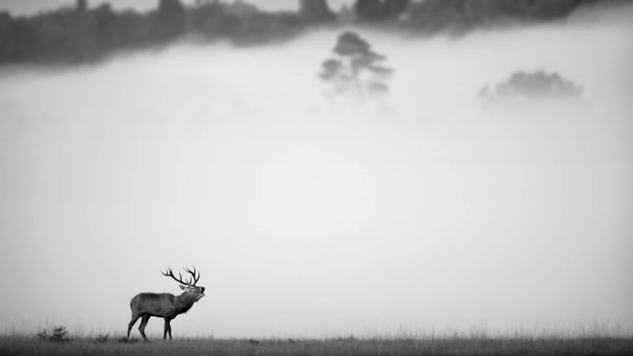 Cerf dans le brouillard pendant le brame du cerf. Cerf dans le brouillard pendant le brame du cerf.