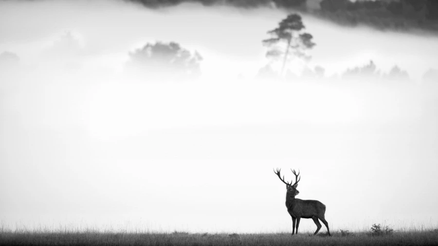 Cerf dans le brouillard pendant le brame du cerf. Cerf dans le brouillard pendant le brame du cerf.