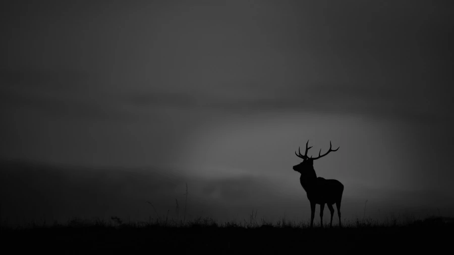Silhouette de cerf pendant le brame du cerf. Silhouette de cerf pendant le brame du cerf.