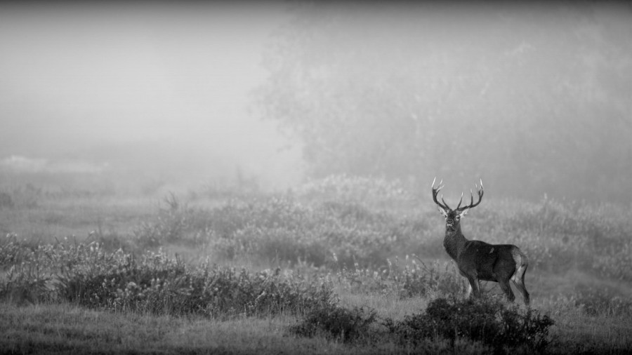 Cerf dans le brouillard pendant le brame du cerf. Cerf dans le brouillard pendant le brame du cerf.