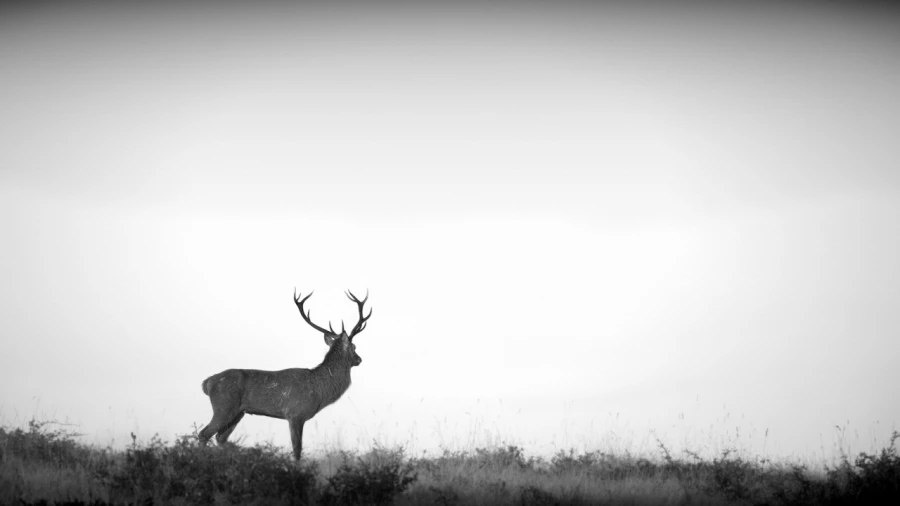 Cerf dans le brouillard pendant le brame du cerf. Cerf dans le brouillard pendant le brame du cerf.