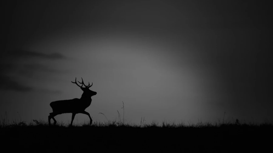 Silhouette de cerf pendant le brame du cerf. Silhouette de cerf pendant le brame du cerf.