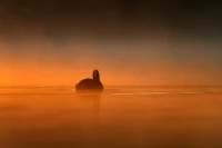 Blog Gallery - Why and How Taking Photos from a Floating Blind