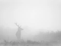 Photo en high-key d'un cerf pendant le brame du cerf.