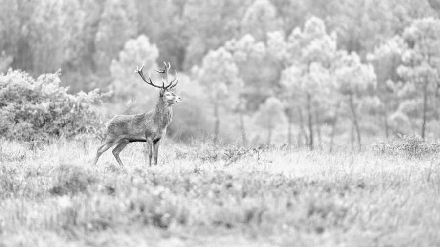 Photo en high-key d'un cerf pendant le brame du cerf.