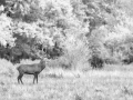 Photo en high-key d'un cerf pendant le brame du cerf.