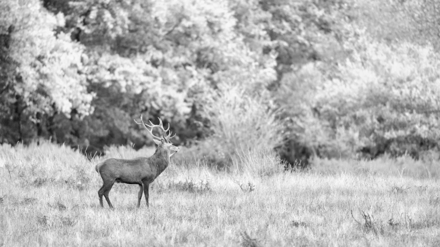 Photo en high-key d'un cerf pendant le brame du cerf.