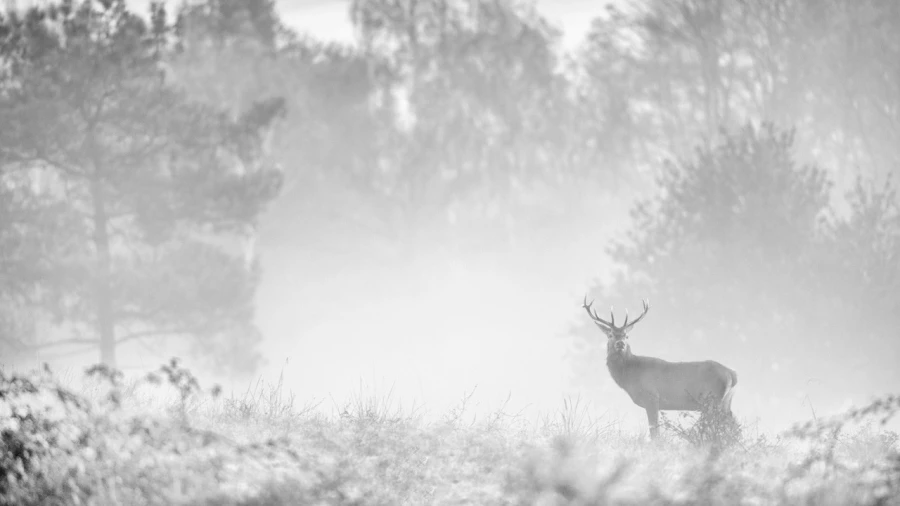 Photo of a red deer stag in high-key during the rut of the deer.