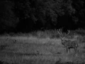 Photo en lowkey d'un cerf pendant le brame du cerf.