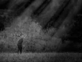 Photo en lowkey d'un cerf pendant le brame du cerf.