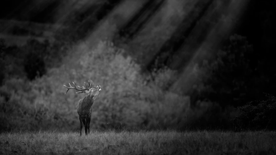 Photo en lowkey d'un cerf pendant le brame du cerf.