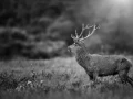 Photo en lowkey d'un cerf pendant le brame du cerf.