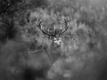 Photo en lowkey d'un cerf pendant le brame du cerf.