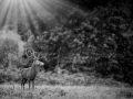Photo en lowkey d'un cerf pendant le brame du cerf.