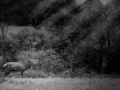 Photo en lowkey d'un cerf pendant le brame du cerf.