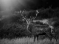 Photo en lowkey d'un cerf pendant le brame du cerf.