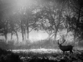 Photo en lowkey d'un cerf pendant le brame du cerf.