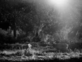 Photo en lowkey d'un cerf pendant le brame du cerf.