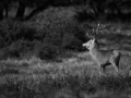 Photo of a red deer stag in lowkey during the rut of the deer.