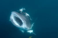 Blog Gallery - Sea of Cortez - Underwater