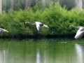 065 pascal stage photo affut flottant en dombes 29 mai 2021