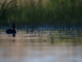 068 pascal stage photo affut flottant en dombes 29 mai 2021