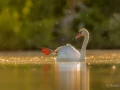 013 robert stage photo affut flottant en dombes 1 juin 2019