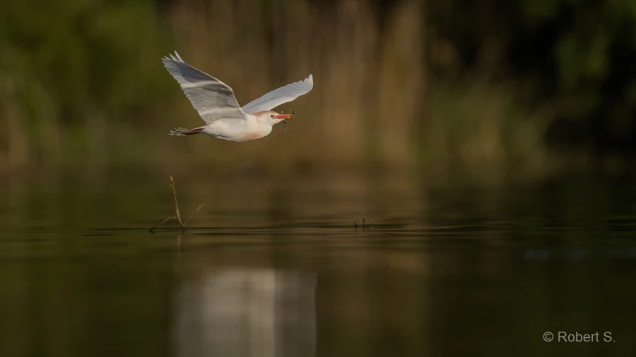 017 robert stage photo affut flottant en dombes 1 juin 2019 017 robert stage photo affut flottant en dombes 1 juin 2019