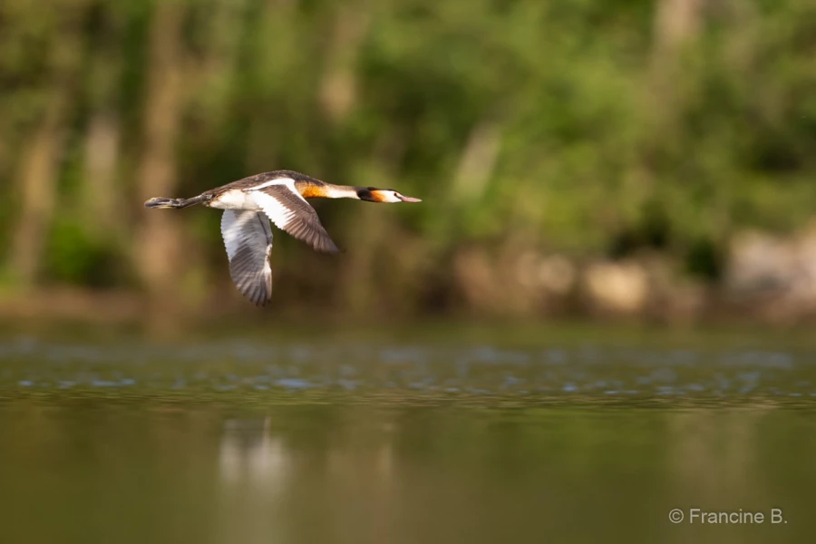 034 francine stage photo affut flottant en dombes 1 juin 2019 034 francine stage photo affut flottant en dombes 1 juin 2019