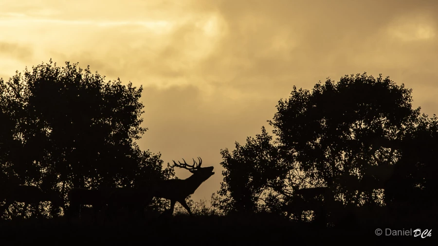 001 daniel stage brame du cerf charente maritime 12 octobre 2019 001 daniel stage brame du cerf charente maritime 12 octobre 2019