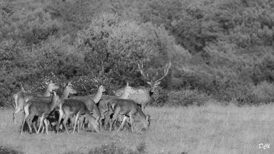 002 daniel stage brame du cerf charente maritime 12 octobre 2019 002 daniel stage brame du cerf charente maritime 12 octobre 2019