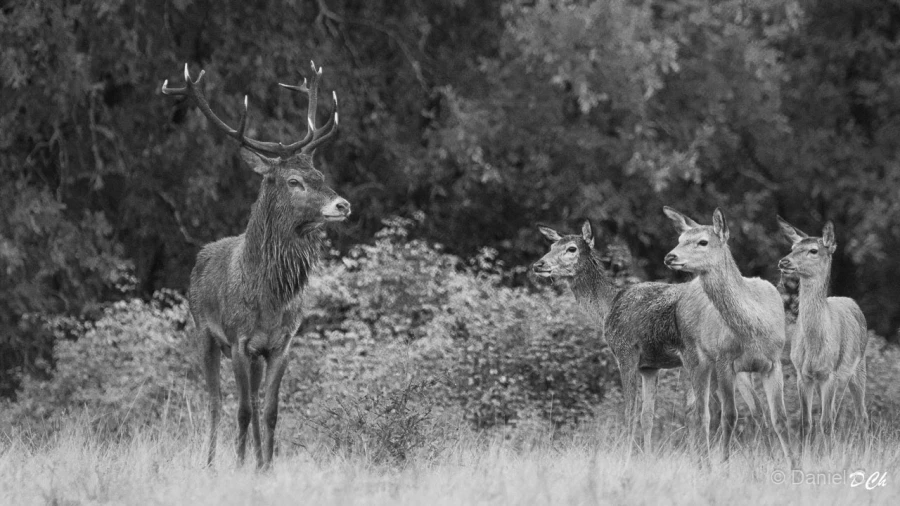 005 daniel stage brame du cerf charente maritime 12 octobre 2019 005 daniel stage brame du cerf charente maritime 12 octobre 2019