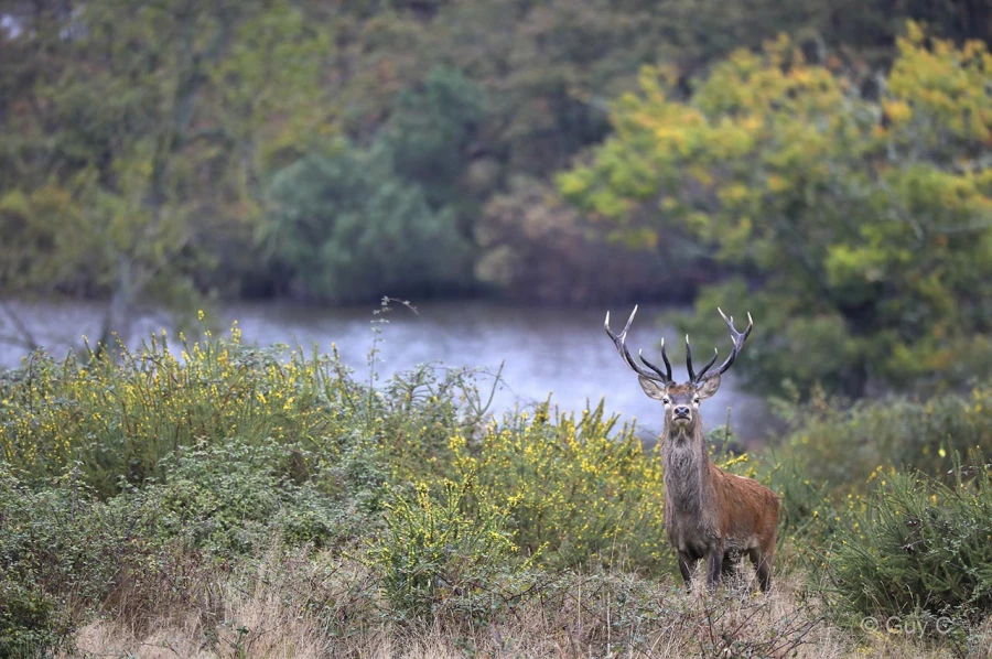 010 guy stage brame du cerf charente maritime 12 octobre 2019 010 guy stage brame du cerf charente maritime 12 octobre 2019