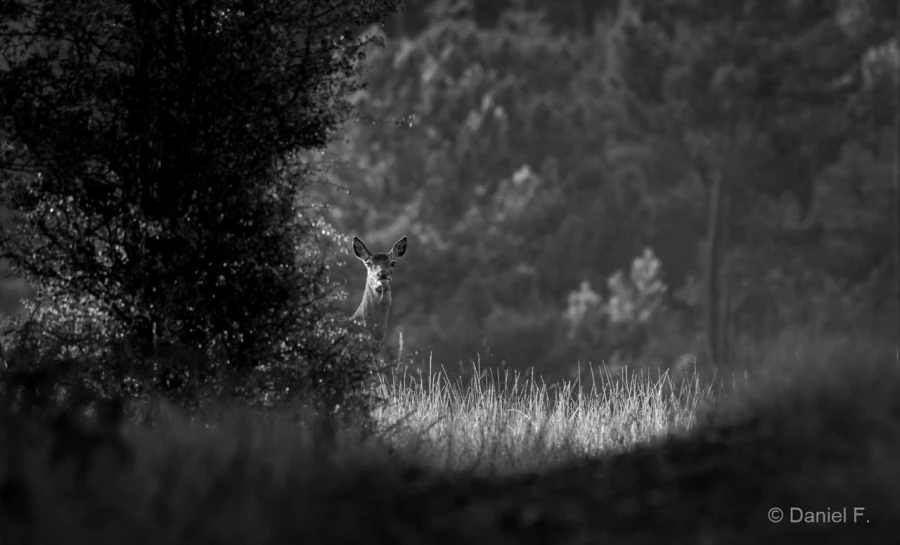 012 daniel stage brame du cerf charente maritime 20 septembre 2019