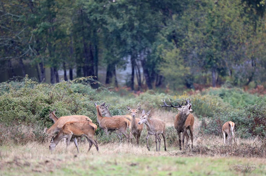 014 guy stage brame du cerf charente maritime 12 octobre 2019 014 guy stage brame du cerf charente maritime 12 octobre 2019