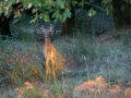035 pascale stage brame du cerf charente maritime 20 septembre 2019
