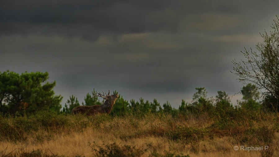 051 raphael stage brame du cerf charente maritime 20 septembre 2019