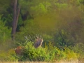 052 raphael stage brame du cerf charente maritime 20 septembre 2019