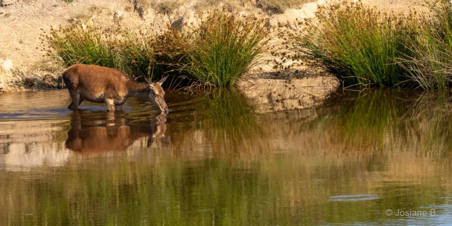 025 josiane stage faons charente maritime 2 juillet 2019 025 josiane stage faons charente maritime 2 juillet 2019