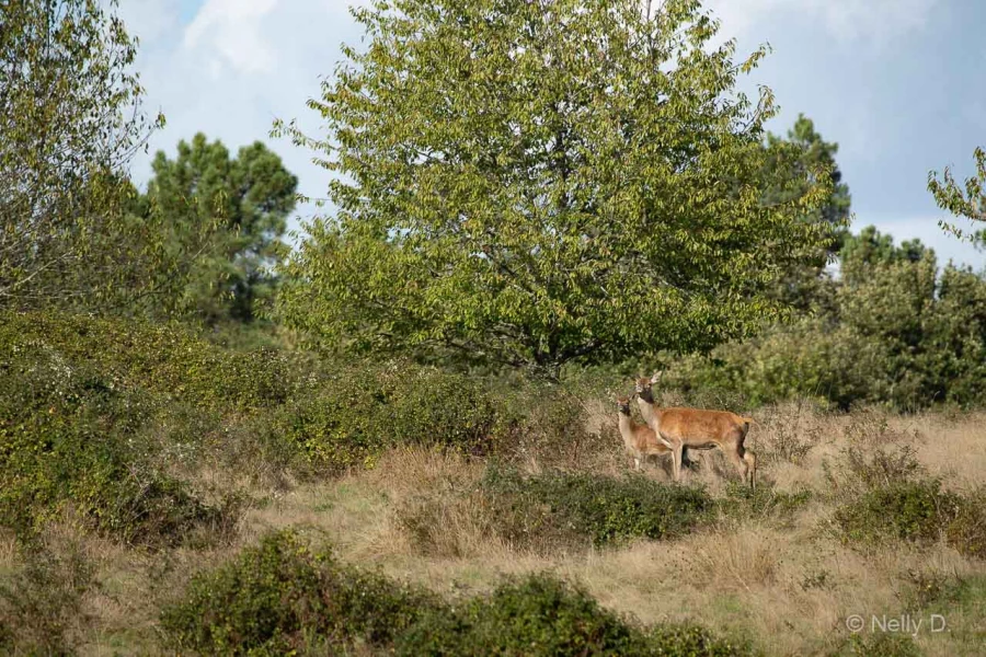 026 nelly stage brame du cerf charente maritime 12 octobre 2019 026 nelly stage brame du cerf charente maritime 12 octobre 2019
