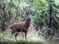 027 gilles stage brame du cerf charente maritime 12 octobre 2019