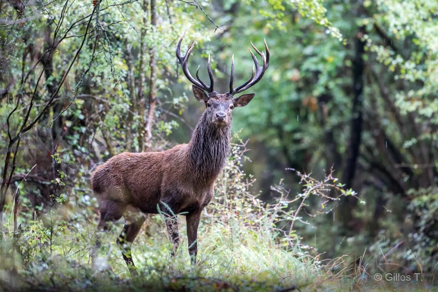 027 gilles stage brame du cerf charente maritime 12 octobre 2019 027 gilles stage brame du cerf charente maritime 12 octobre 2019