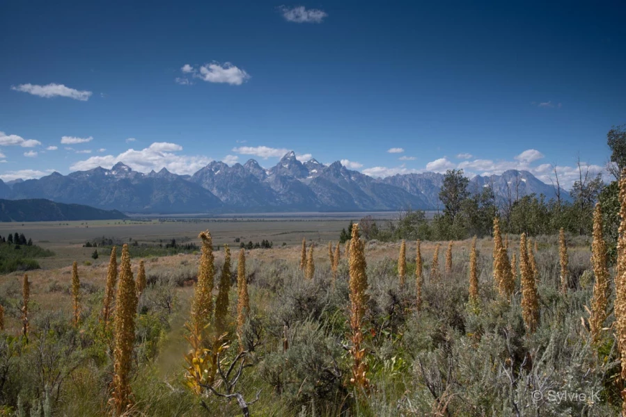 008 sylvie stage yellowstone aout 2019 008 sylvie stage yellowstone aout 2019