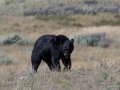 009 sylvie stage yellowstone aout 2019
