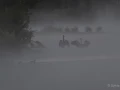 011 sylvie stage yellowstone aout 2019