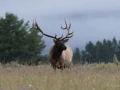 013 sylvie stage yellowstone aout 2019