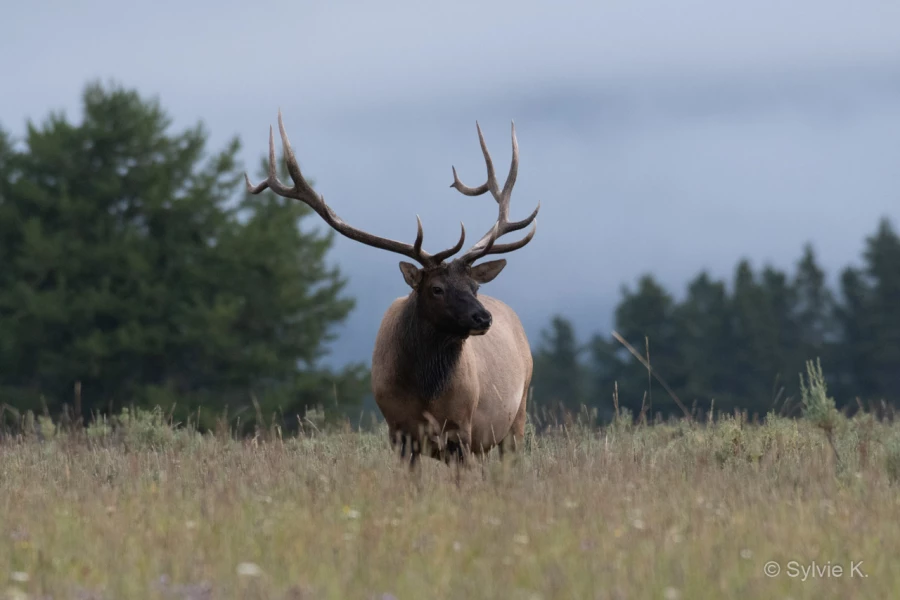 013 sylvie stage yellowstone aout 2019 013 sylvie stage yellowstone aout 2019