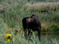 014 sylvie stage yellowstone aout 2019
