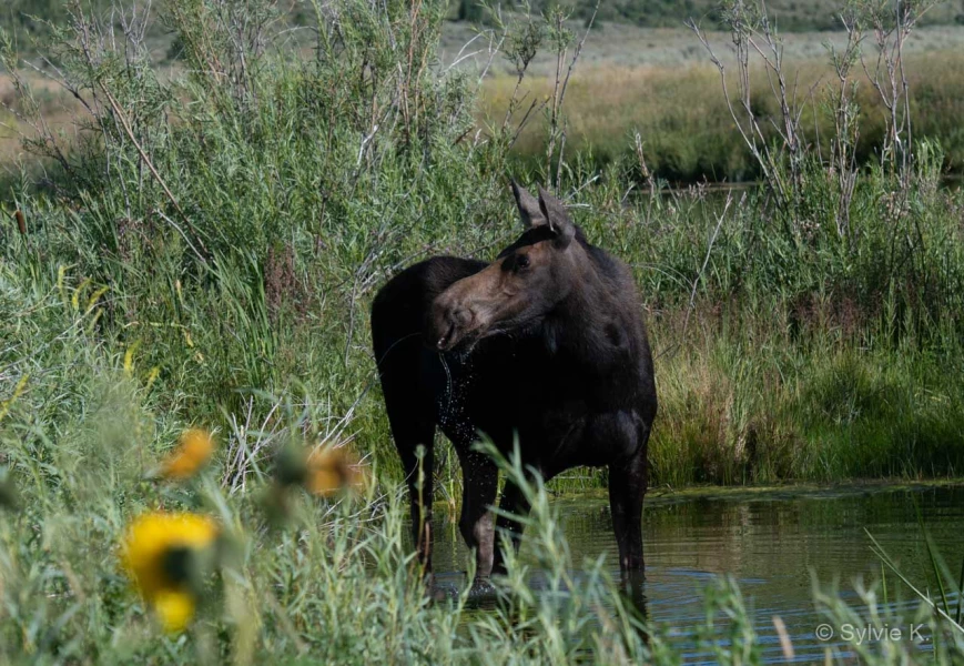 014 sylvie stage yellowstone aout 2019 014 sylvie stage yellowstone aout 2019